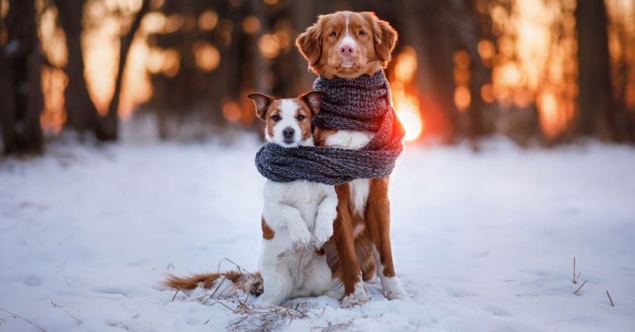 Recorda mantener a tus mascotas abrigadas y entrarlas antes de dormir.-