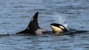 Las orcas visitaron La Lobería y Bahía Rosas para presentar en sociedad a la nueva integrante