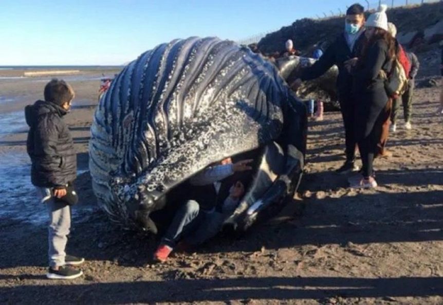 La imagen de las personas adentro de la ballena generaron indignación.-