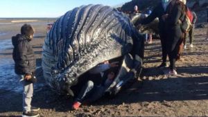 Crece la polémica en Comodoro Rivadavia: vecinos se metieron adentro de la ballena muerta