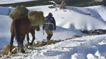 Imagen de Nieve en la cordillera: las travesías de los gauchos del norte neuquino para alimentar a sus chivas