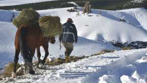 Nieve en la cordillera: las travesías de los gauchos del norte neuquino para alimentar a sus chivas