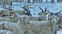 Imagen de Volvió la nieve al norte neuquino y regaló estas increíbles imágenes