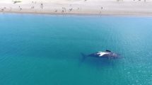 Imagen de Una playa de la Patagonia fue elegida entre las 100 mejores del mundo: mirá por qué es alucinante