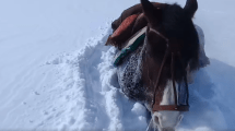 Imagen de «¡Mirá hasta dónde llega la nieve!»: 8 horas a caballo del puesto a Varvarco en el norte neuquino