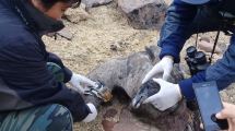 Imagen de Cebos tóxicos matan a cóndor andino nacido en un programa de conservación de la Patagonia