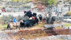 Ganaderos de Neuquén pierden un 30% por no vender vacas improductivas