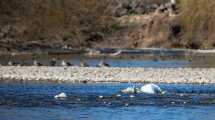 Imagen de Contaminación del río Negro: denuncian que el oficialismo «bloquea» un proyecto en la Legislatura