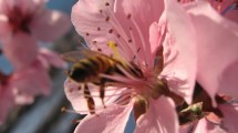 Imagen de Abejas, las socias estratégicas de la fruticultura y la horticultura