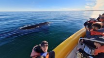 Imagen de Las Grutas: comenzó el avistaje de ballenas y se celebra con paella en la tercera bajada