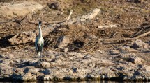 Imagen de Los peces y aves del río Negro están en riesgo por el bajo caudal