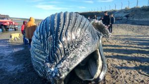 Descontrol en Comodoro Rivadavia tras la aparición de una ballena muerta en la costa