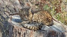 Imagen de Video | Lograron filmar un gato montés en el parque Lanín: un «registro único»