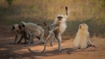 Imagen de Conga en la selva: las fotos de animales más divertidas