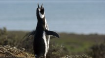 Imagen de Llegan los primeros pingüinos y la reserva de Punta Tombo abre al turismo