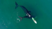 Imagen de Increíble: una ballena volvió a empujar la tabla de SUP de Analía en Puerto Madryn