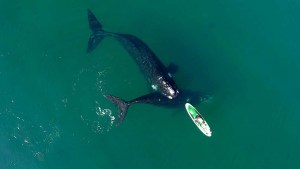 Increíble: una ballena volvió a empujar la tabla de SUP de Analía en Puerto Madryn