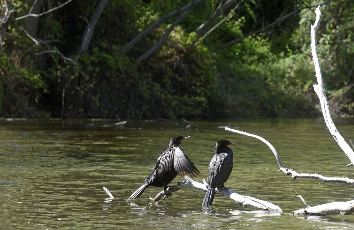 La laguna fue un antiguo brazo del Limay que se transformó en un humedal urbano con diversidad de aves. Foto Florencia Salto.