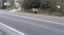 Imagen de Denunciaron la presencia de un buey en una curva de la avenida Bustillo en Bariloche