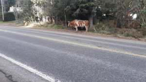 Denunciaron la presencia de un buey en una curva de la avenida Bustillo en Bariloche