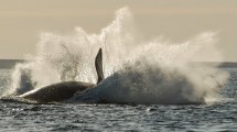 Imagen de El salto de las ballenas: la historia del buzo que quería mostrar a los turistas la magia del mar