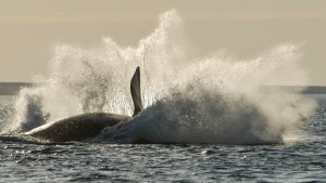 El salto de las ballenas: la historia del buzo que quería mostrar a los turistas la magia del mar