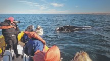 Imagen de Avistaje de ballenas: arrancó la mejor época en el Golfo San Matías