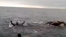 Imagen de Video | Un buzo se subió a una ballena en el puerto de San Antonio, lo compartió en sus redes y lo denunciaron en la Justicia