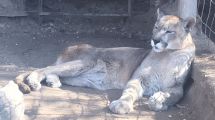 Imagen de La falta de una firma impide que el puma Pancho deje de vivir en el fondo de una casa de Neuquén