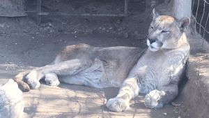 La falta de una firma impide que el puma Pancho deje de vivir en el fondo de una casa de Neuquén