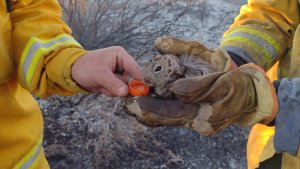 Video | Un enorme incendio forestal desnudó las faltantes de los bomberos de Neuquén ante la sequía