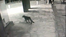 Imagen de Un puma suelto en el centro de Bariloche: “No va a ser la última vez”