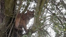 Imagen de Video: buscan a un puma suelto en el centro de Bariloche