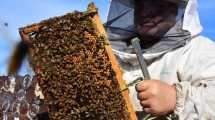 Imagen de Preocupa la mortandad de abejas en el Alto Valle de Río Negro