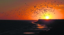 Imagen de Viedma para este fin de semana largo tiene playa, pesca y más