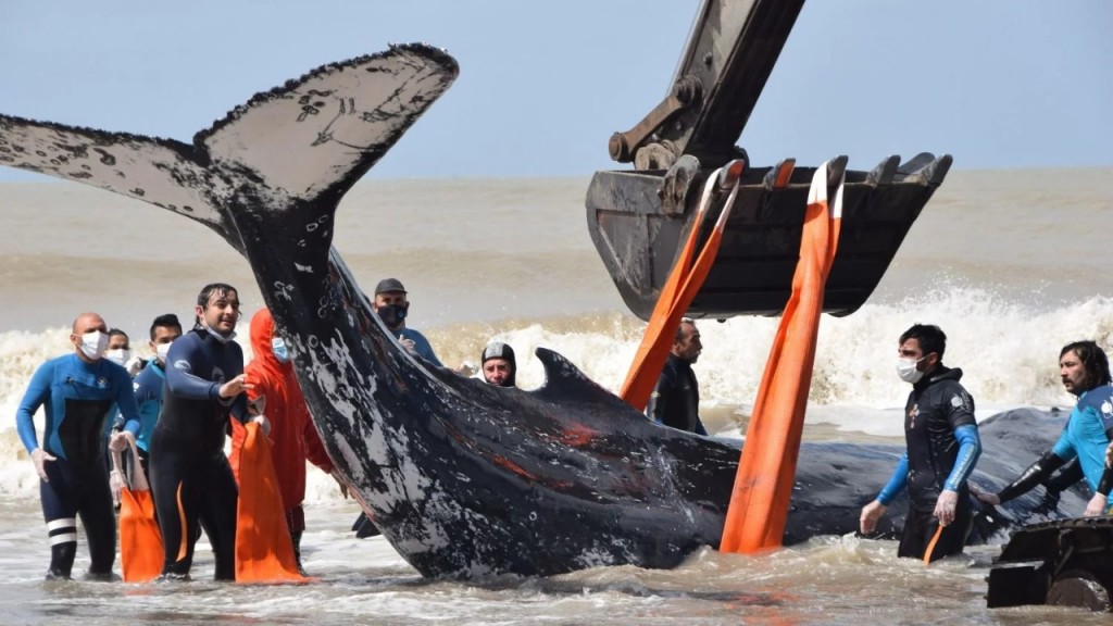 Las dos ballenas salvadas pesaban entre 7 y 8 toneladas.