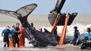 Impresionante rescate de dos ballenas varadas en la costa