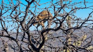 La imagen más cruel del fuego en el norte de Córdoba: animales atrapados por las llamas