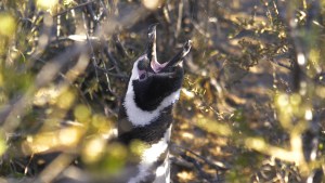 La historia del pingüino que habla