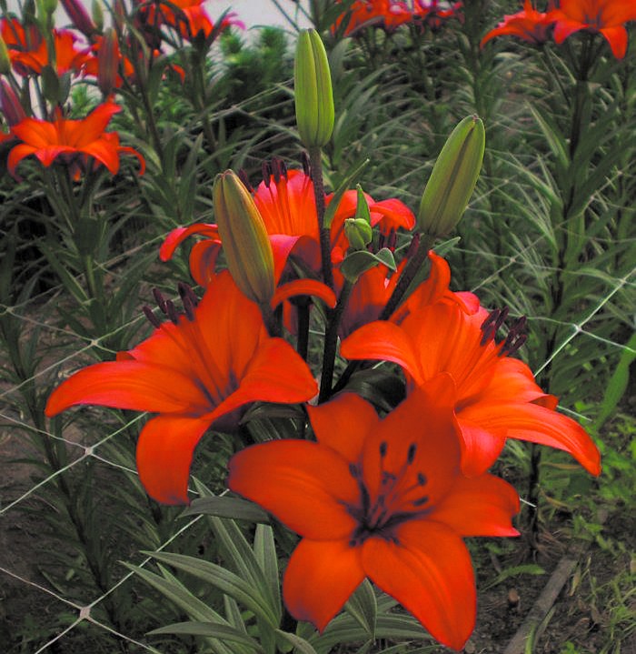 Lilium, la flor más bella para el jardín y los floreros