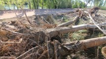 Imagen de La tala y obras en la península de Hiroki se metió en las elecciones municipales de Neuquén