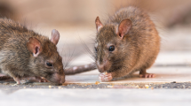 Imagen de Nueva York enfrenta un brote de una enfermedad transmitida por la orina de rata