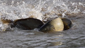 Preocupa el impacto de las carpas, que se multiplican en el río Negro