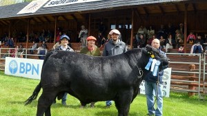 Los mejores bovinos Hereford y Angus se mostrarán en Junín de los Andes