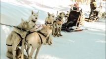 Imagen de Denuncian explotación animal en el cerro Chapelco de San Martín de los Andes