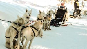 Denuncian explotación animal en el cerro Chapelco de San Martín de los Andes