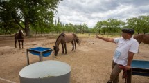 Imagen de El amansador de los “animales más nobles”