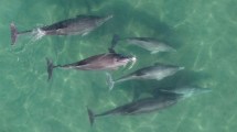 Imagen de Maravillas de la Patagonia: vive en Las Grutas y los delfines pasan frente a su casa