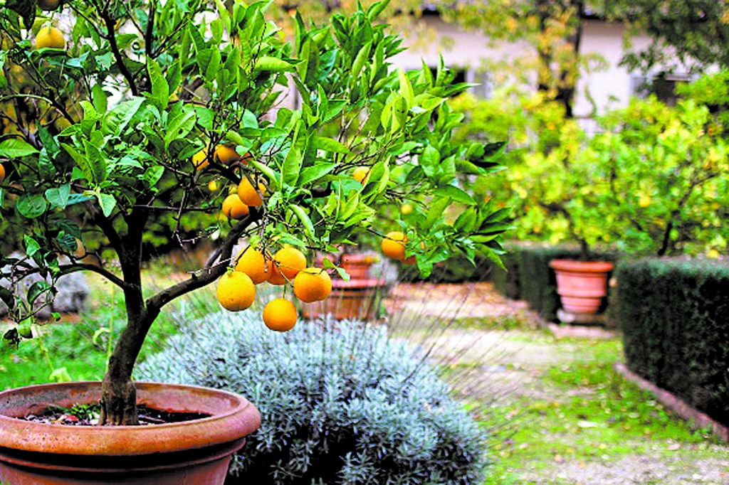 Frutales en el jardín: consejos y cuidados