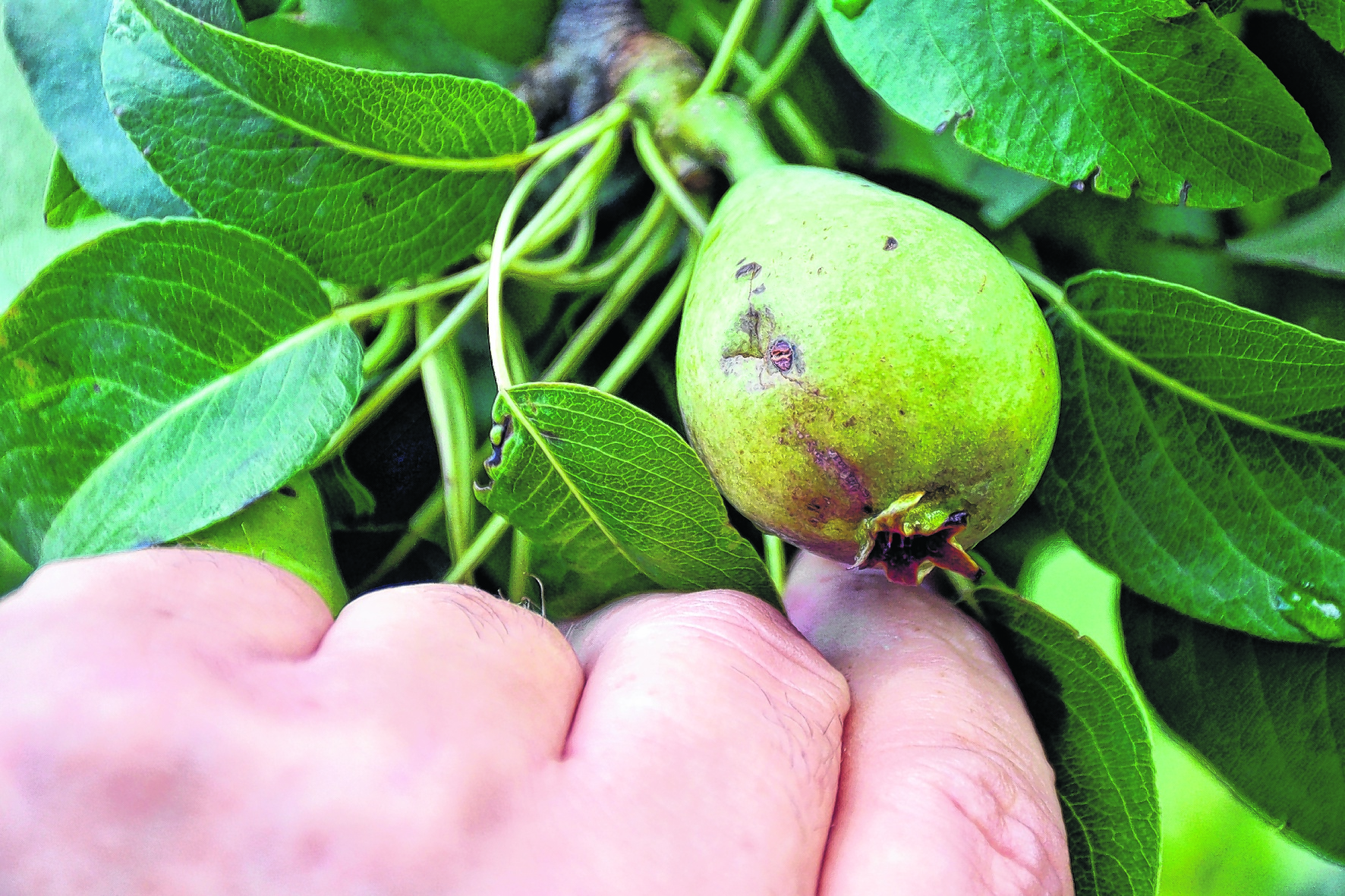 Los frutos de carozo fueron los más afectados según los primeros relevamientos. Foto: archivo.